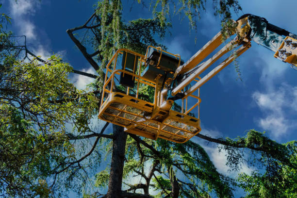 Best Commercial Tree Services  in Shandon, CA